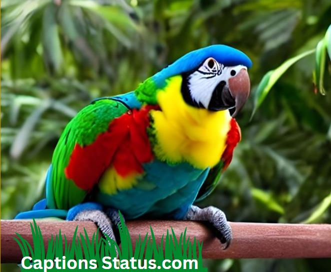 funny Parrot captions for Instagram