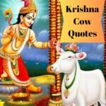 Krishna Cow Quotes