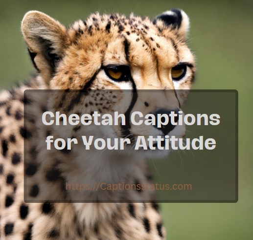 Cheetah Captions for Your Attitude