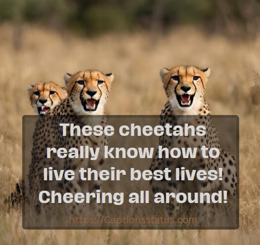 Cheetah Quotes For Instagram