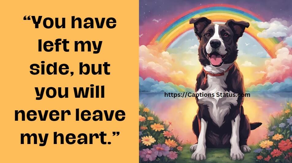 Rainbow Bridge Quotes Comfort Yourself Before Saying Goodbye To Pets 