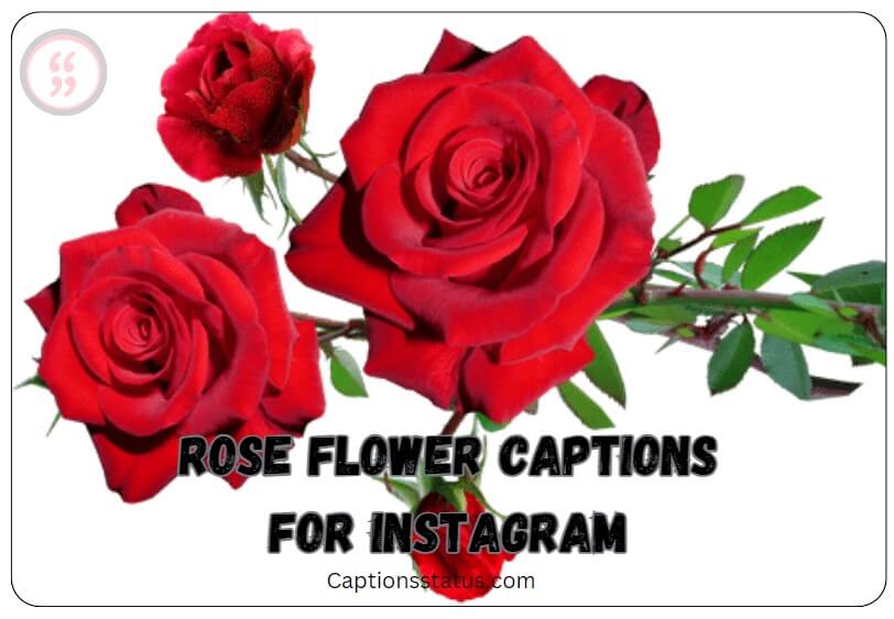 Rose Flower Captions for Instagram: Rose flowers with white background