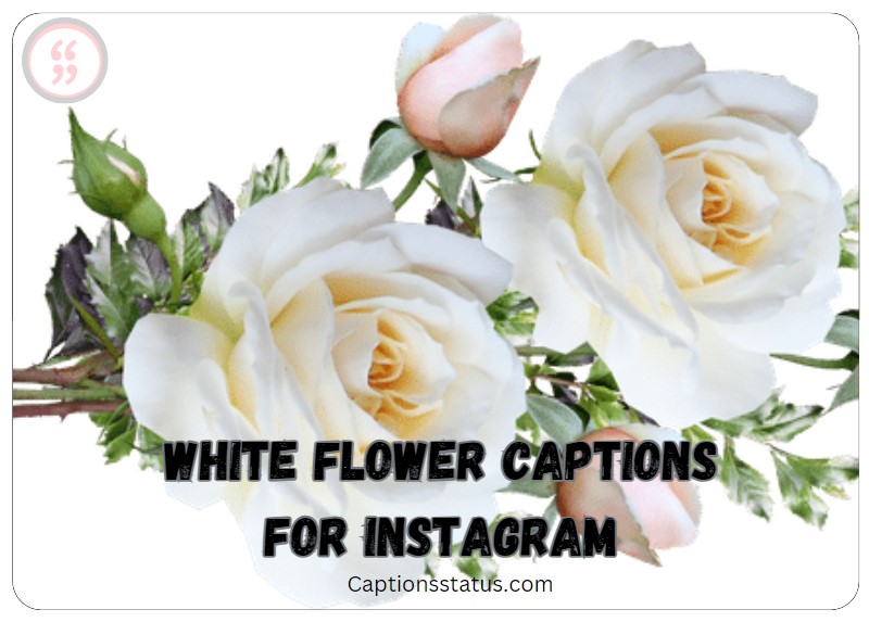 White Flower Captions for Instagram: White flowers image